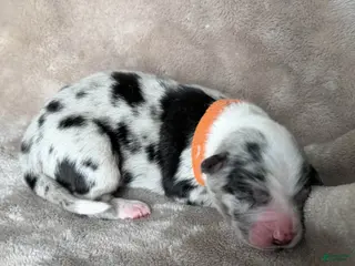 Australian Shepherd dogs Gamble - Ad 11