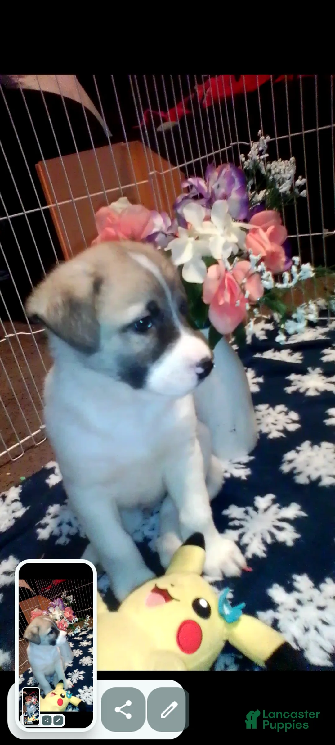 Mixed Breed dogs for sale: BABY JOJO  - Ad 6