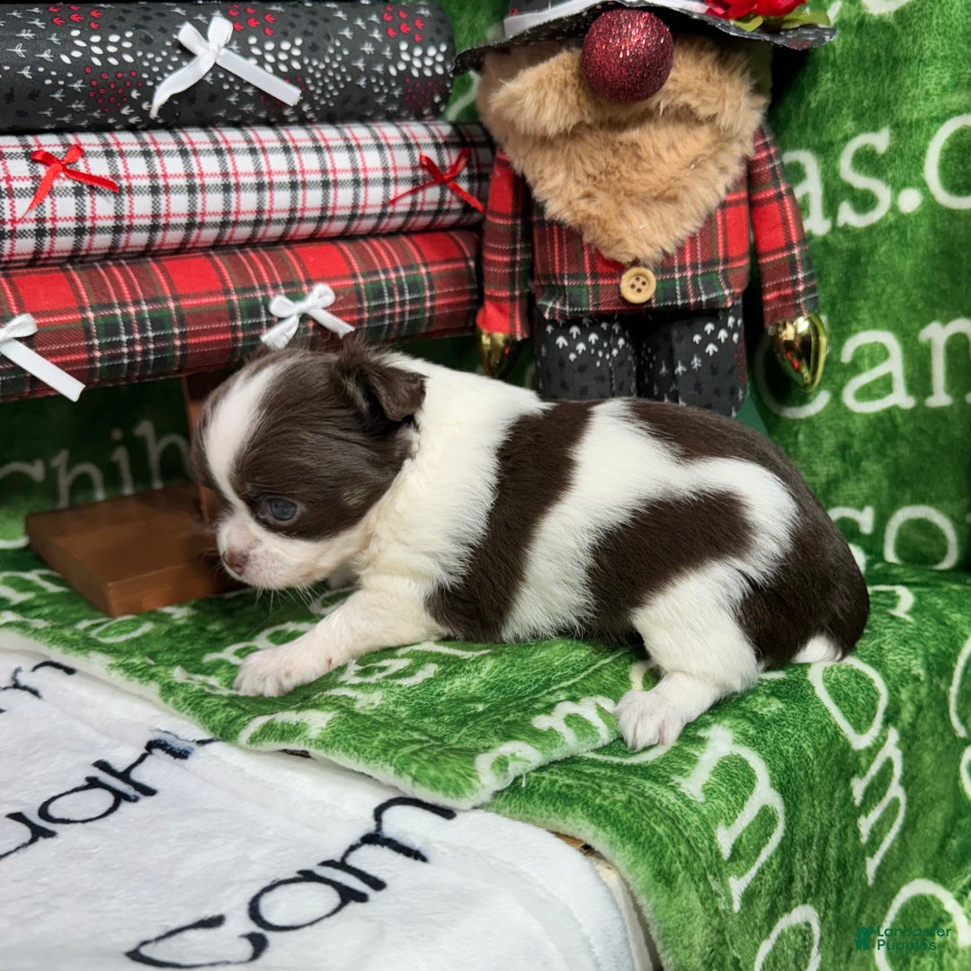 Chihuahua dogs for sale: Meredith Chocolate LC - Ad 2