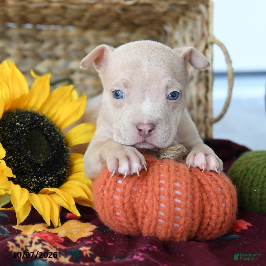 American Bully dogs Halo - Ad 1