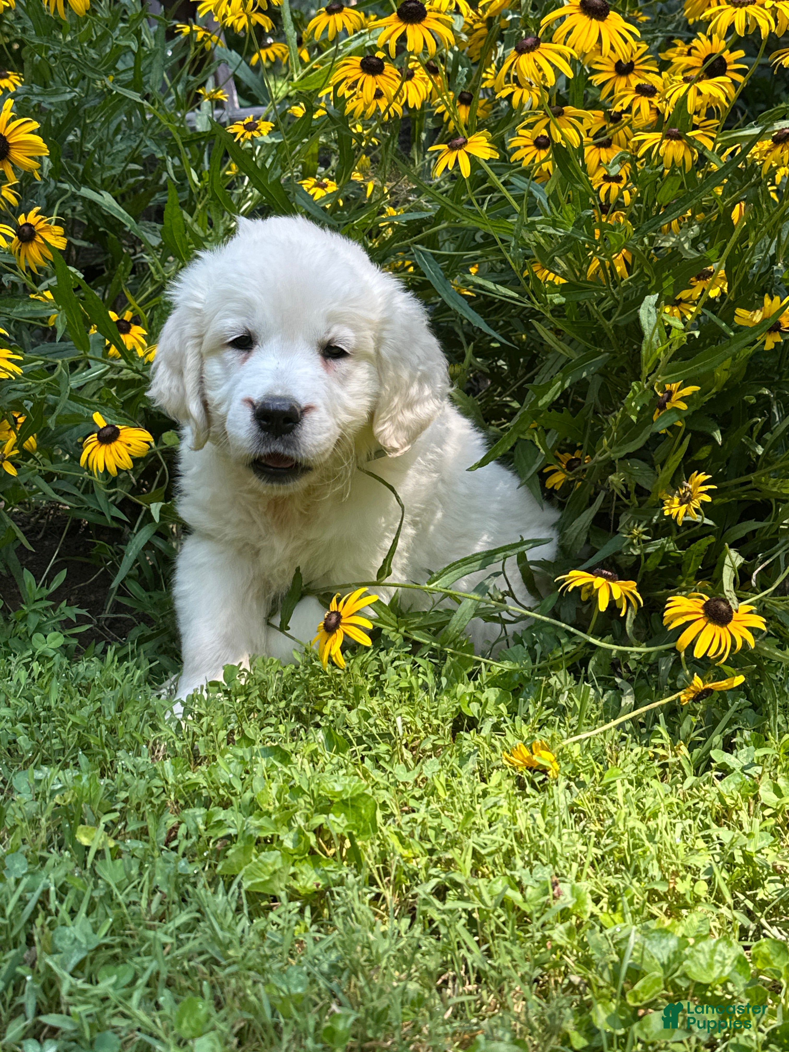 Golden Retriever dogs Golden Retriever 4 - Ad 1