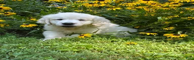 Golden Retriever 4