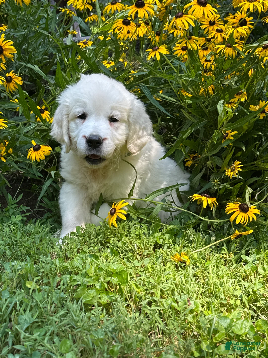 Golden Retriever dogs for sale: Golden Retriever 4 - Ad 1