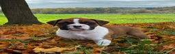 Boxer dogs for sale: Jackson - Ad 13