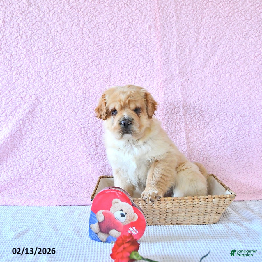 Mini Hippo dogs Dolly - Ad 2