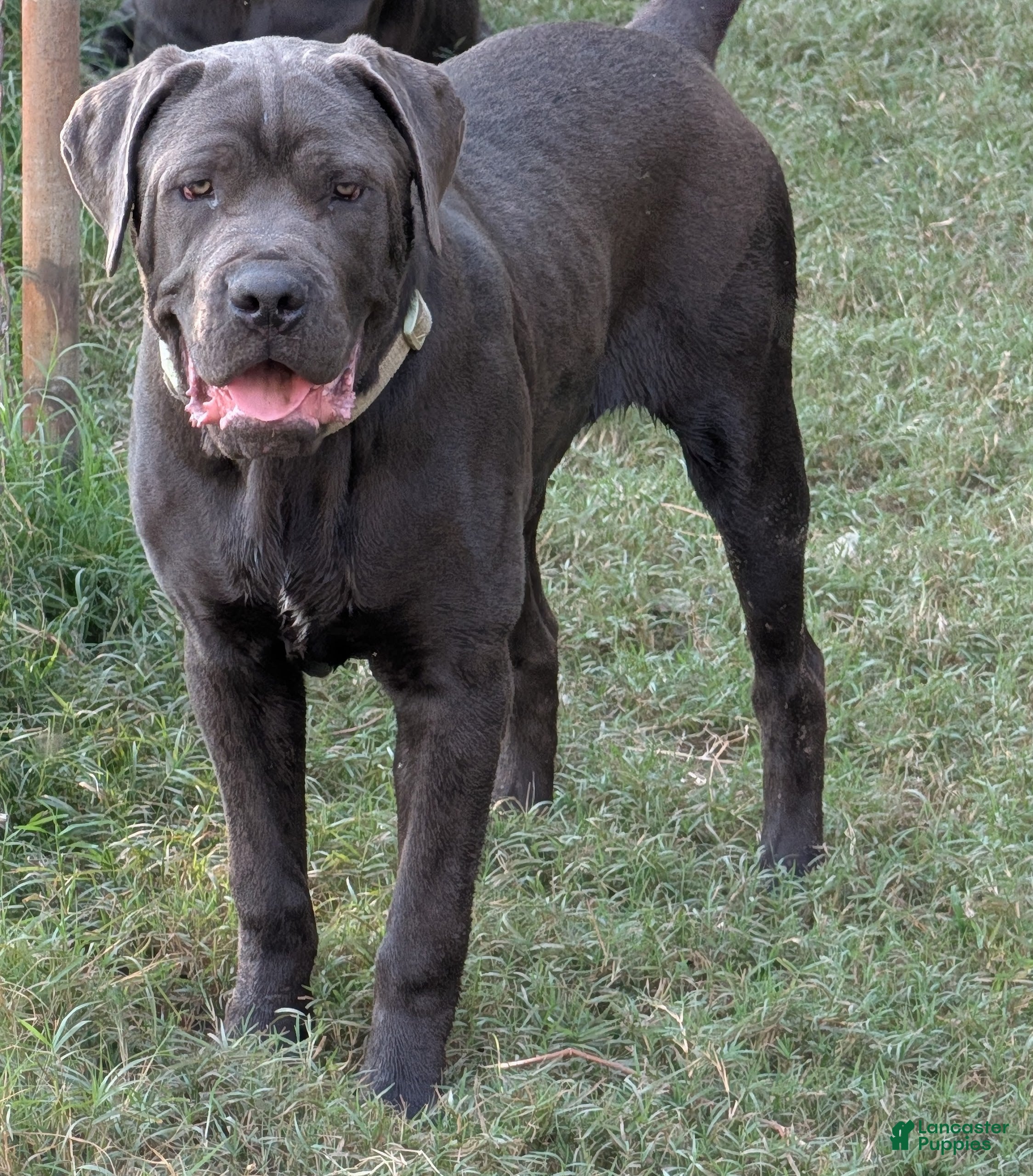 Cane Corso dogs Green  - Ad 1