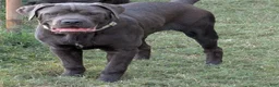 Cane Corso dogs for sale: Green  - Ad 1