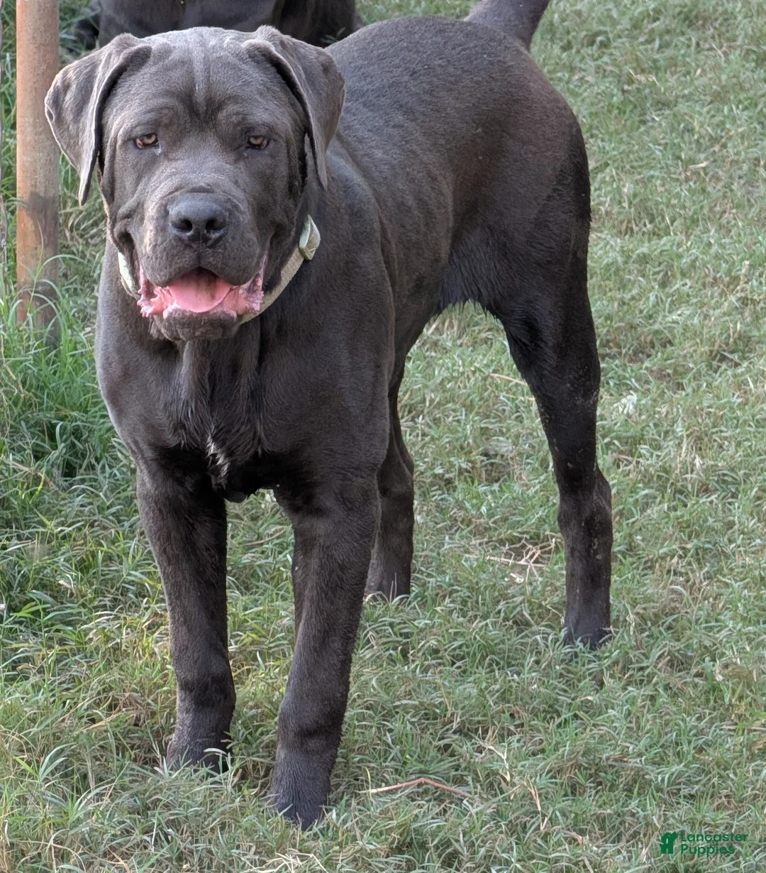 Cane Corso dogs for sale: Green  - Ad 1