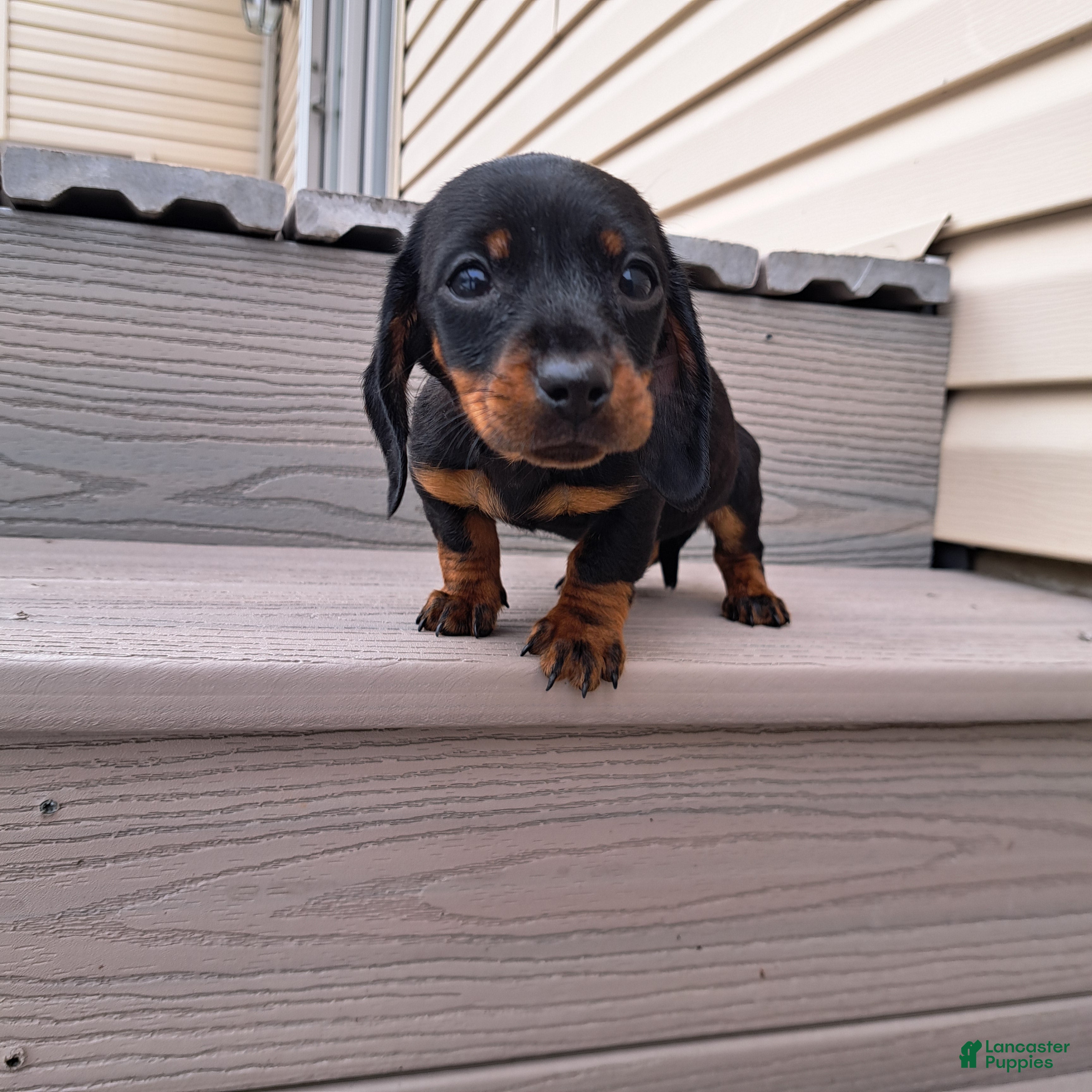Dachshund dogs MADDIE - Ad 1