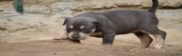 American Bully dogs for sale: Leia - Ad 8