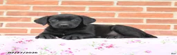 Labrador Retriever dogs for sale: Paris - Ad 2