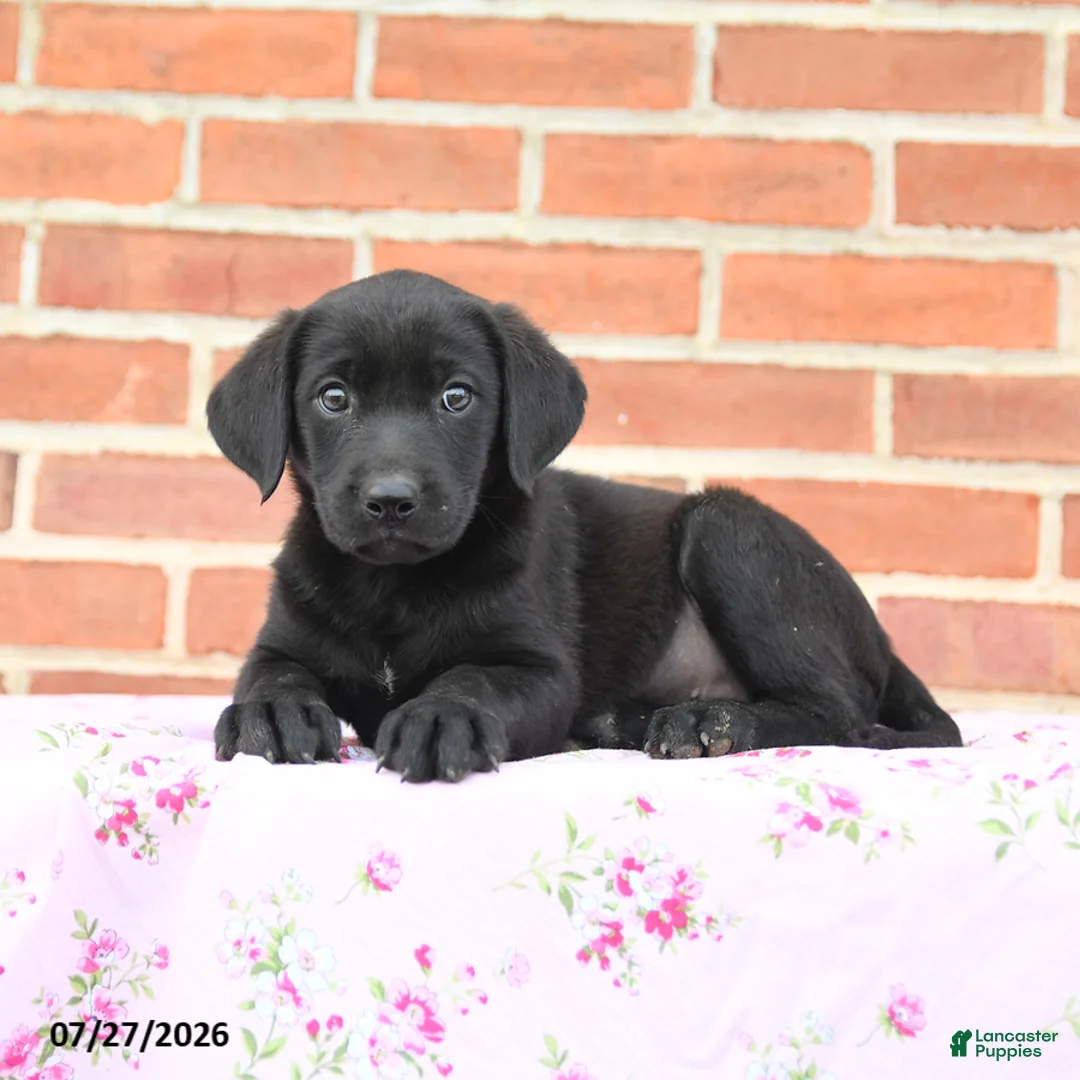 Labrador Retriever dogs for sale: Paris - Ad 2