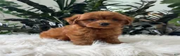 Mini Goldendoodle dogs for sale: Brody - Ad 4