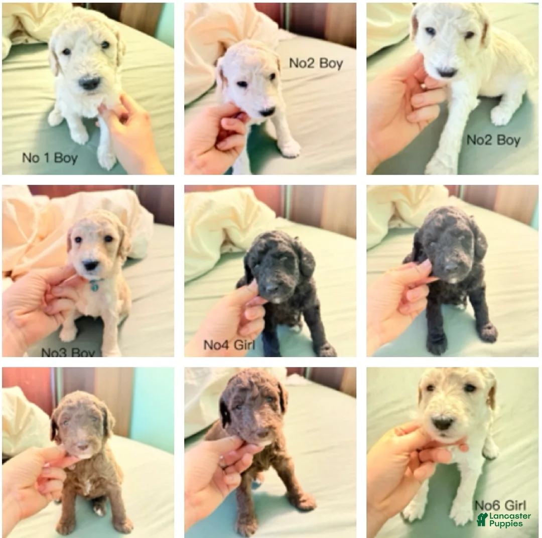 Standard Poodle dogs for sale: Standard Poodle Puppy 6 - Ad 14