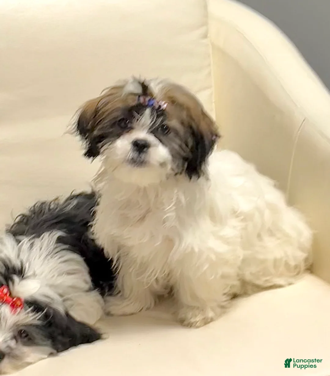 Shih Tzu dogs for sale: Bandit  - Ad 1