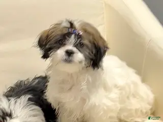 Shih Tzu dogs for sale: Bandit - Ad 4