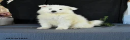 Samoyed dogs for sale: Dale - Ad 1
