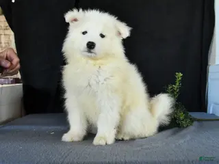 Samoyed dogs for sale: Dale - Ad 2