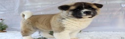 Akita dogs for sale: Trevor - Ad 24