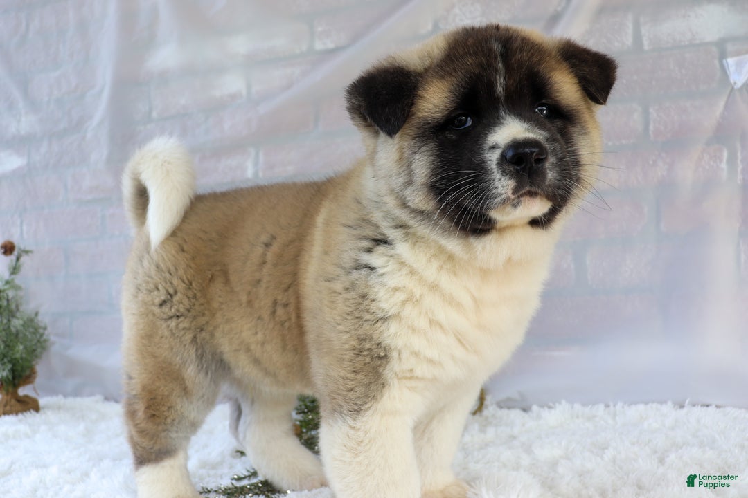 Akita dogs for sale: Trevor - Ad 24