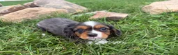 Cavalier King Charles Spaniel dogs for sale: Levi - Ad 3