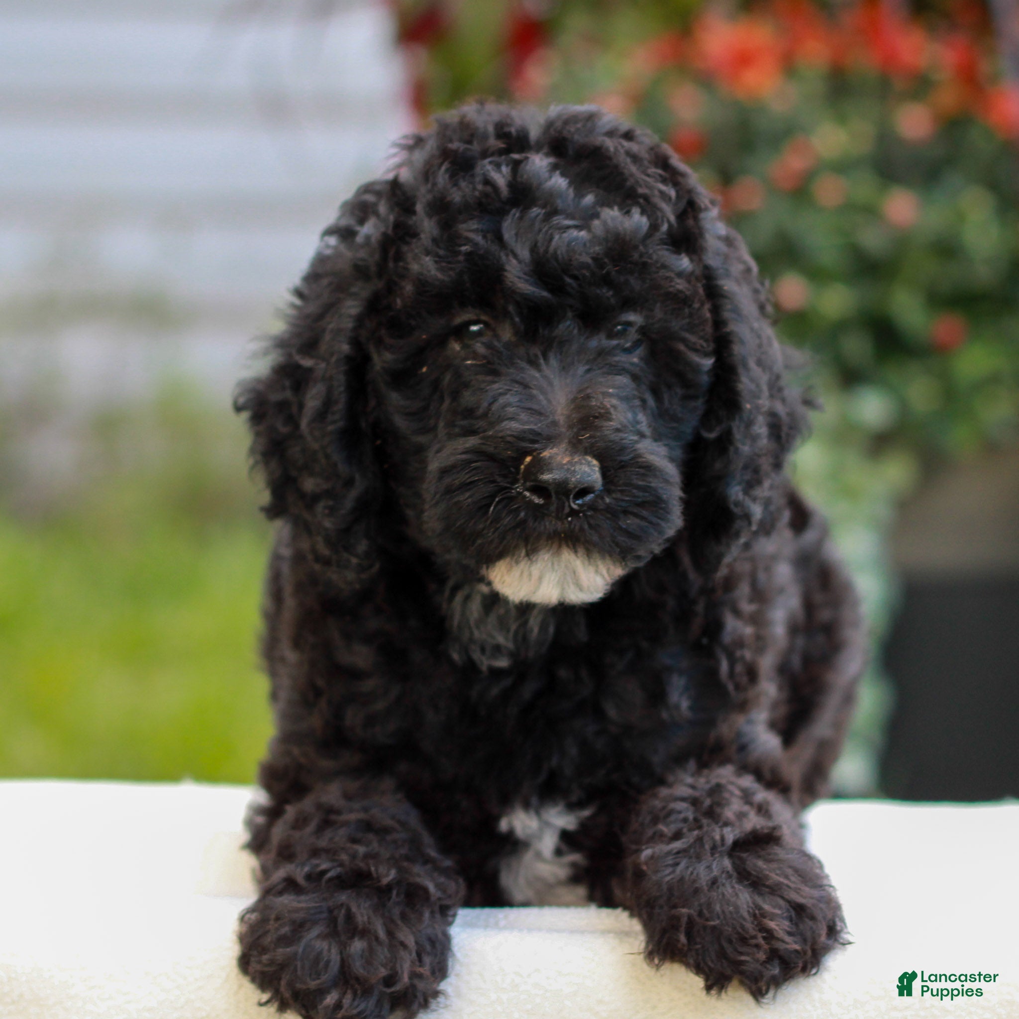 Miniature Labradoodle dogs Duke  - Ad 1