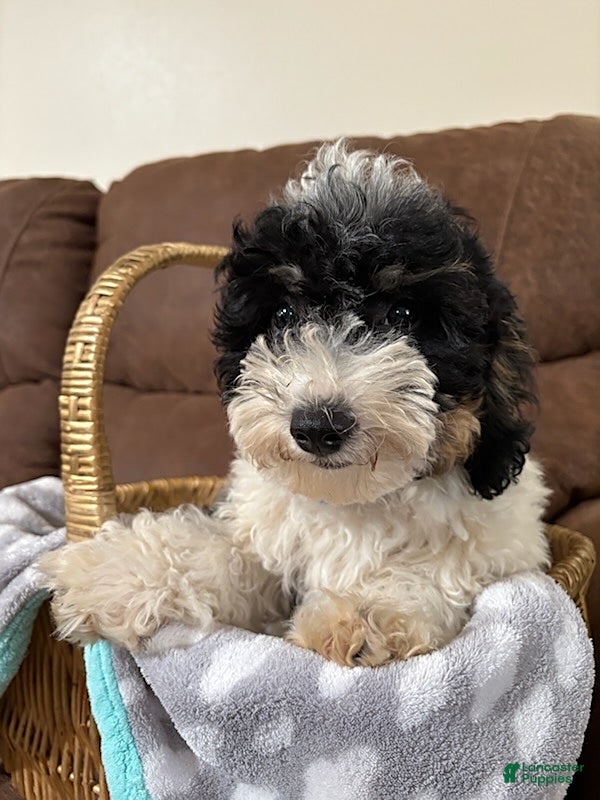 Cavapoochon dogs Alex - Ad 2
