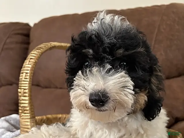 Cavapoochon dogs for sale: Alex - Ad 2
