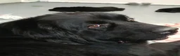 Newfoundland dogs for sale: Bear - Ad 4