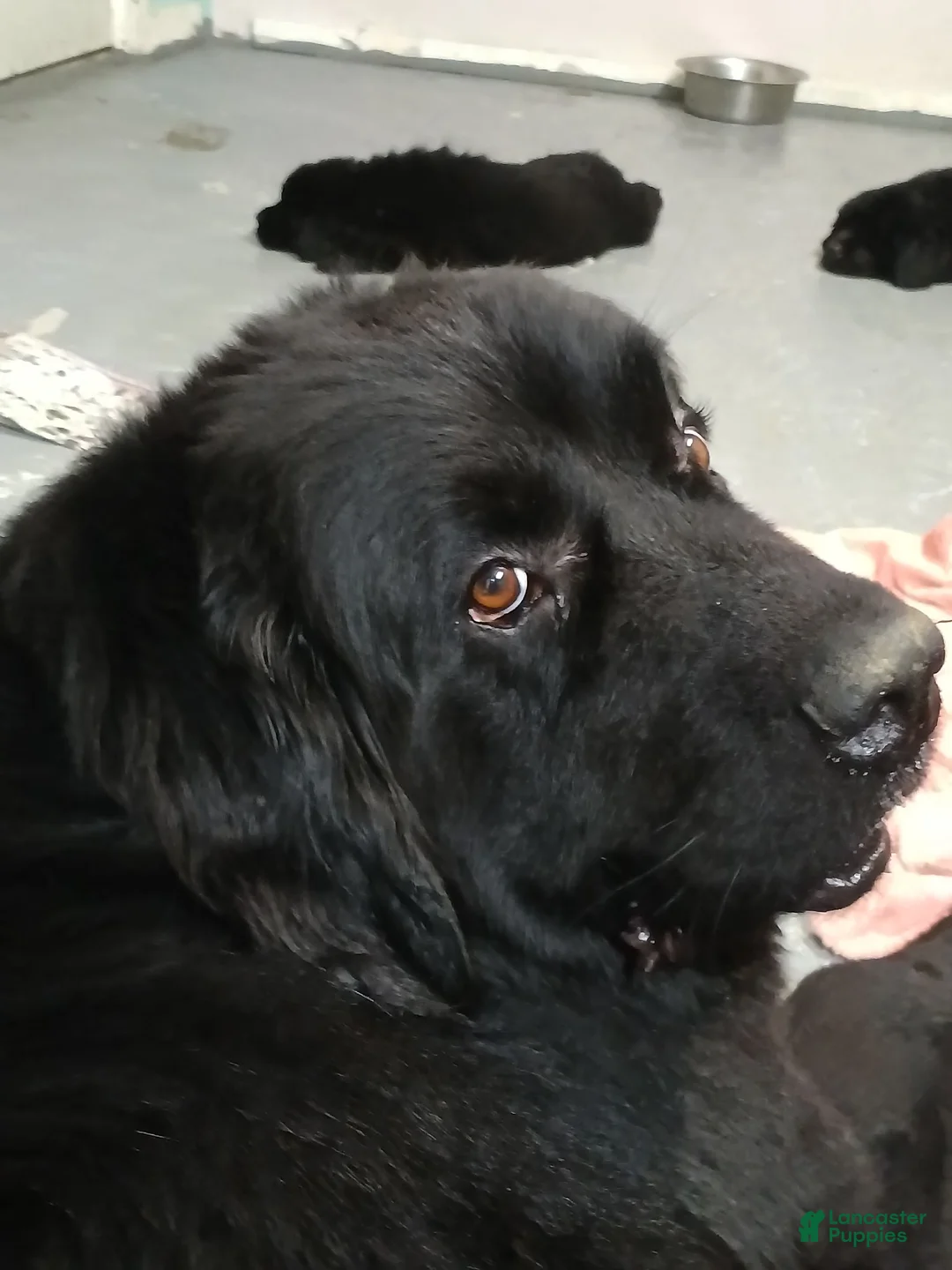 Newfoundland dogs for sale: Bear - Ad 4