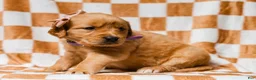 Golden Retriever dogs for sale: Dewdrop AKC Golden Retriever Pup - Ad 1