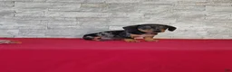 Miniature Dachshund dogs for sale: Teddy - Ad 3