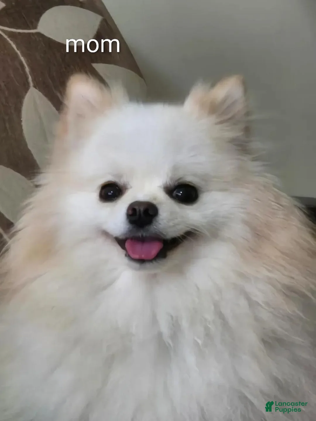 Pomeranian dogs for sale: Pomeranian Puppy 1 - Ad 2