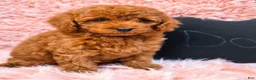 Toy Poodle dogs for sale: Toy Poodle 1 - Ad 2