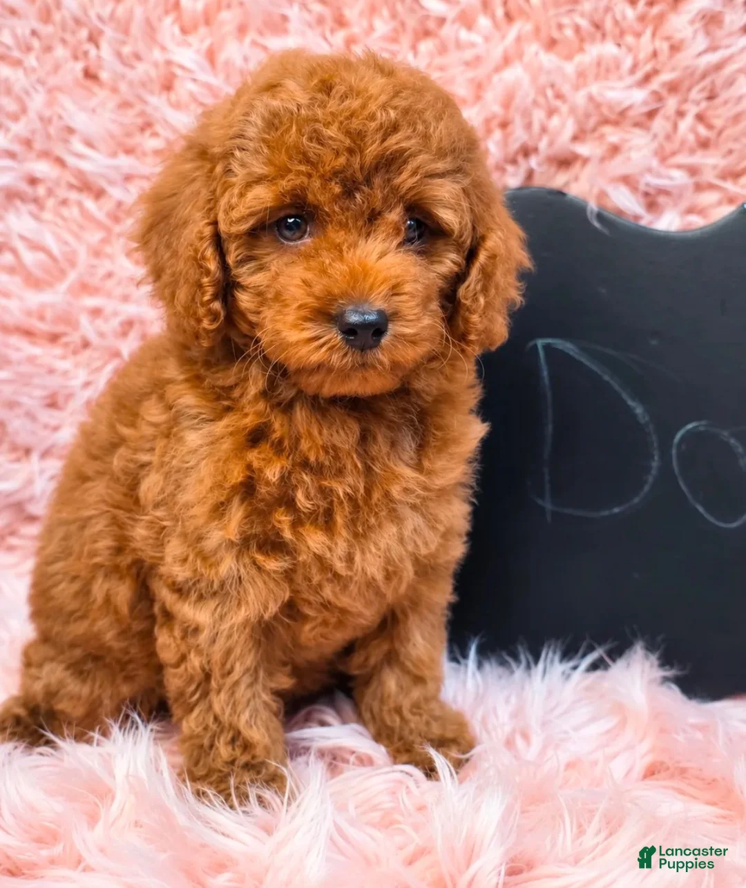 Toy Poodle dogs for sale: Toy Poodle 1 - Ad 2