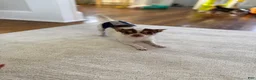 Chihuahua dogs for sale: Peanut CKC registered 4lbs - Ad 3