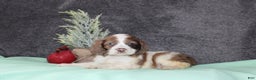 Cocker Spaniel dogs for sale: Sasha - Ad 1