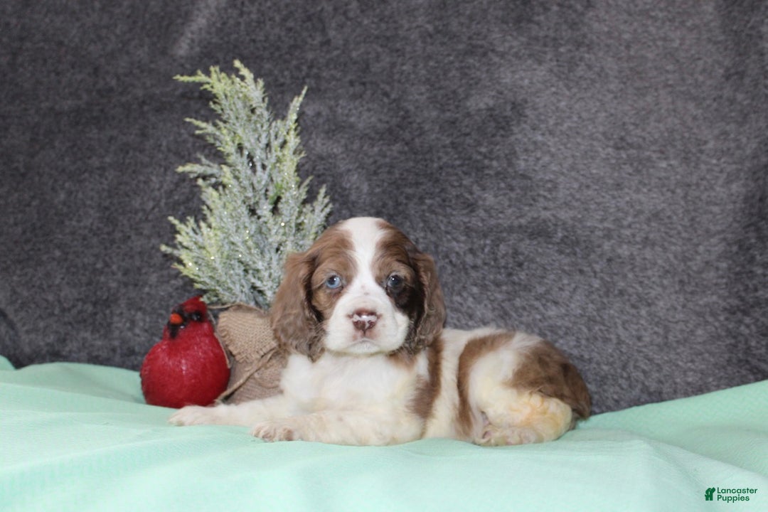 Cocker Spaniel dogs for sale: Sasha - Ad 1