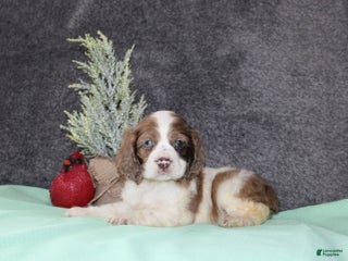 Cocker Spaniel dogs Sasha - Ad 16