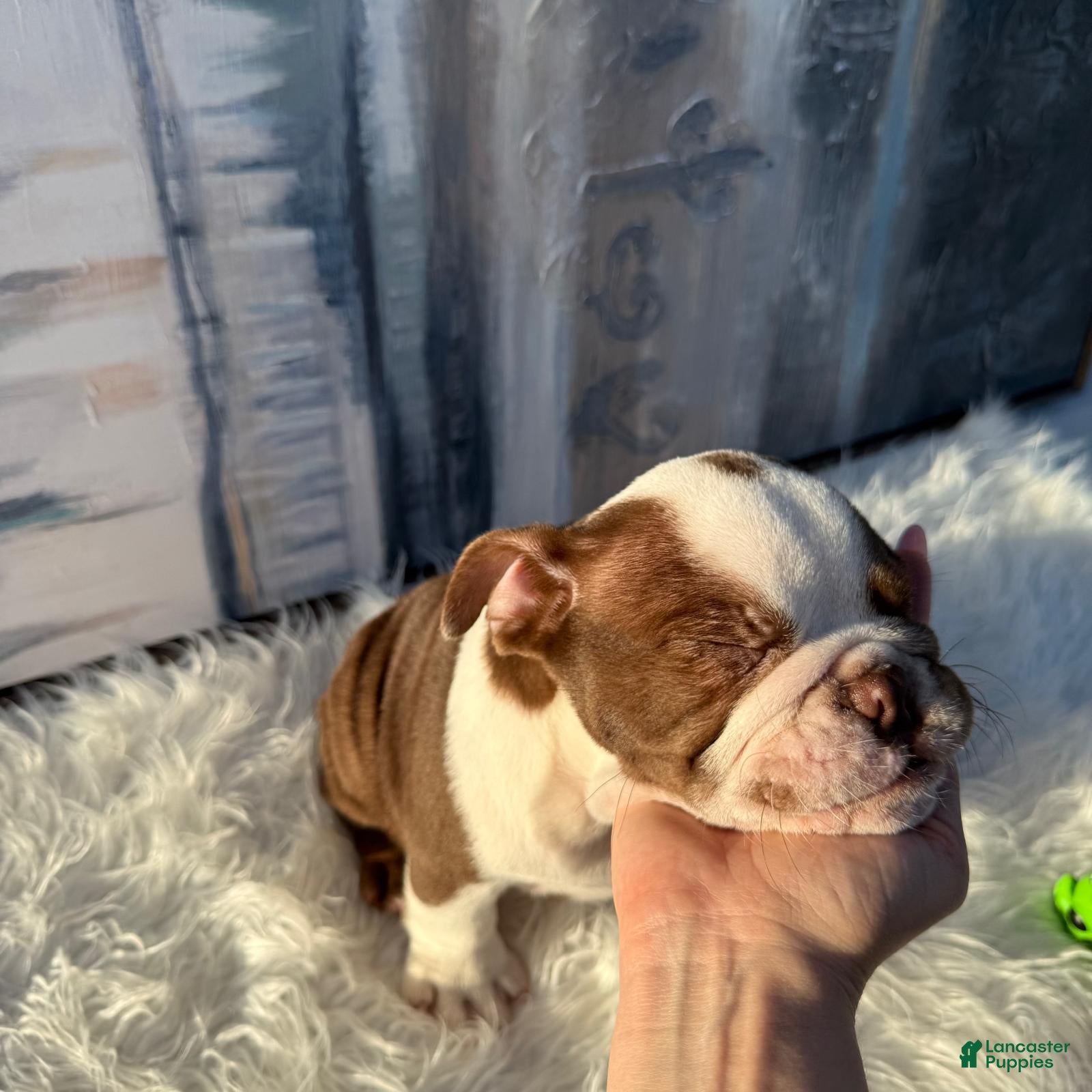 English Bulldog dogs Hershey_Male - Ad 2