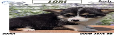 Lori