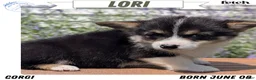 Welsh Corgi Pembroke dogs for sale: Lori - Ad 1