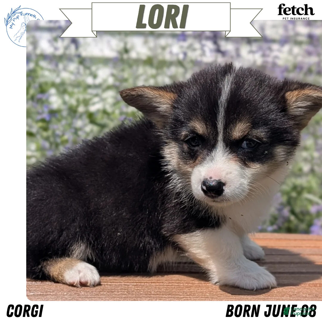 Welsh Corgi Pembroke dogs for sale: Lori - Ad 1