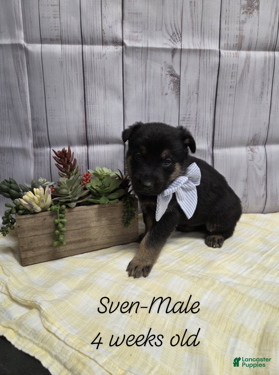 German Shepherd dogs German Shepherd Puppy 1 - Ad 20