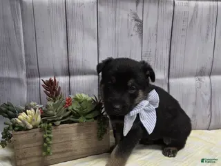 German Shepherd dogs German Shepherd Puppy 1 - Ad 20