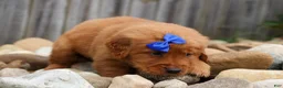 Golden Retriever dogs for sale: Quincy💙 - Ad 13
