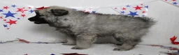 Keeshond dogs for sale: Elsa  - Ad 6