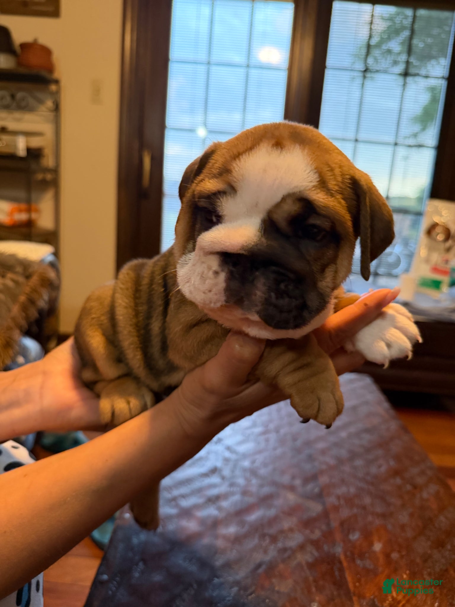 English Bulldog dogs Puppy 3 - Ad 42