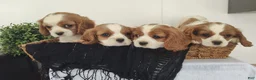 Cavalier King Charles Spaniel dogs for sale: Mike - Ad 5