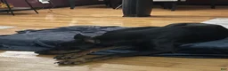 Doberman Pinscher dogs for sale: Doberman Pinscher 2 - Ad 4